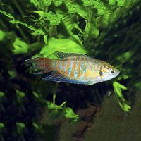 Paradise Fish 3.5cm
