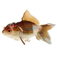 Oranda Multi Colour 9cm