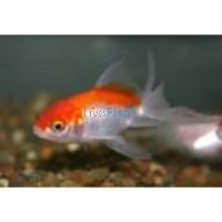Oranda Red & White 18cm