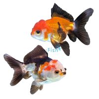 Oranda Multi Colour 9cm
