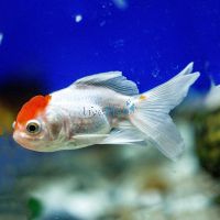 Oranda Red Cap 12cm