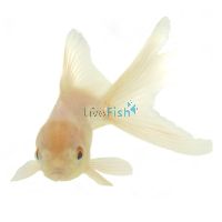 White Oranda 9cm