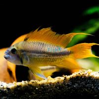 Orange Cacatuoides 3.5cm