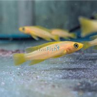 Orange Lemon Cichlid 5cm