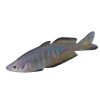 30x Rainbow Parkinsonii 5cm