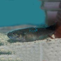Sleepy Cod 9cm