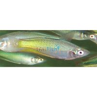 Oyster Creek Rainbow 5cm