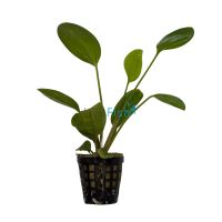 Sword Fire Feather - Pot