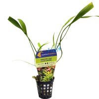 Sword Chain Narrow Leaf - Pot