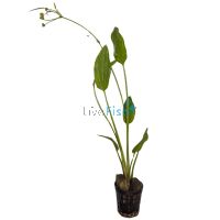 Sword Marble Queen - Pot