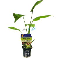 Sword Marble Queen - Pot