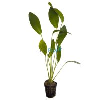 Sword Ozelot Nile Green - Pot