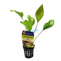 Sword Radicans - Pot