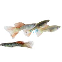 Pair Red Lace Guppy 3cm