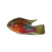 Pair Apisto. Hongsloi 3cm