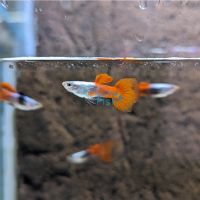 Pair Elephant Ear Mogano Red Guppy 3.5cm