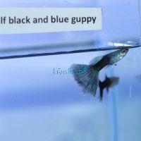 Pair Half Black & Blue Guppy 3cm