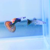 Pair Red Dragon Guppy 3.5cm