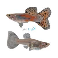 Pair Red Grass Guppy 3.5cm