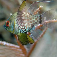Cardinalfish Pajama - Large 