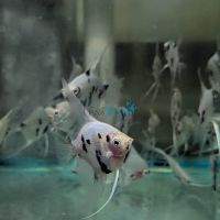 Panda Angelfish 6cm 
