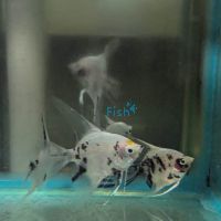 Panda Angelfish 3.5cm