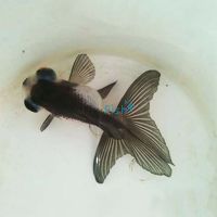 Panda - Black and White Goldfish 7cm