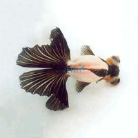Panda - Black And White Goldfish 9cm