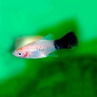 Panda Platy 4cm
