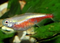 Albino Cardinal Tetra 1.5cm