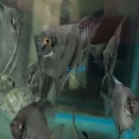 Paraiba Smokey Angelfish 3.5cm
