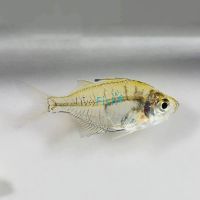 Glass Fish Indian 1cm