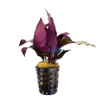 Temple Purple - Bunch