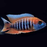 Eureka Red Peacock 10cm