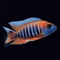 Eureka Red Peacock 7cm