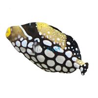 Peacock Puffer - Medium
