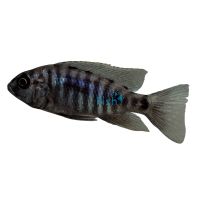 Peacock Stuartgranti Mbenji 5cm