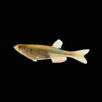 Pearl Danio 3cm