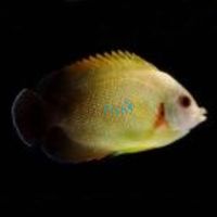 Pearlscale Angelfish - Medium