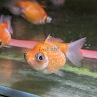 Pearlscale Dragon Eyes 7cm