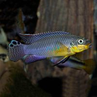 Kribensis Striped - Kienke 4cm