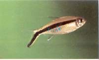 Short Striped Penguin Tetra 3.5cm