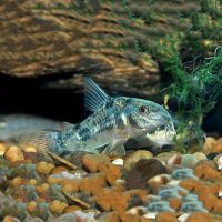 Peppered Corydoras 3.5cm