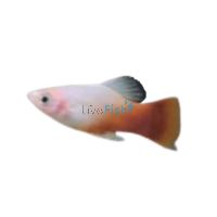 Peppermint Platy 4cm