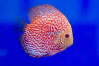 Pigeon Blood Snake Skin Discus 5cm
