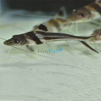 Pimelodus Ornatus 10cm