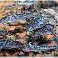 Pictus Catfish 5cm