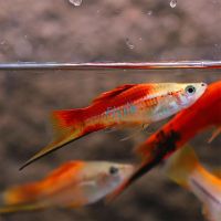 Pineapple Swordtail 5cm