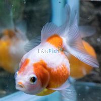 Pearl Scale Ping Pong 5cm