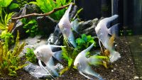 Platinum Veiltail Angel Fish 6cm 